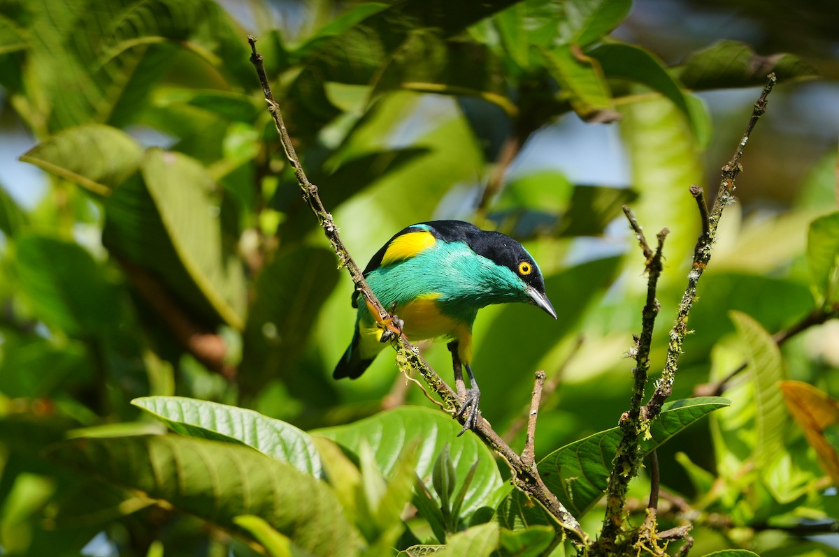 Black-faced Dacnis - ML634307183
