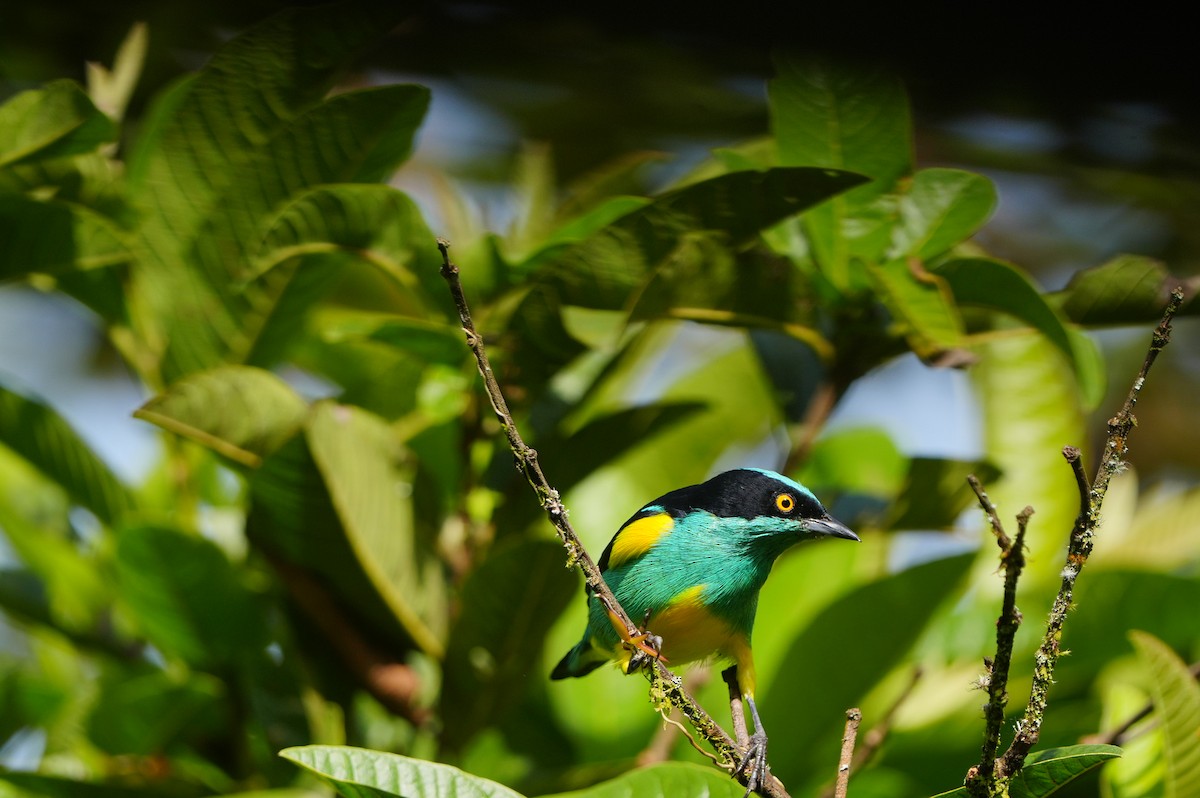 Black-faced Dacnis - ML634307184