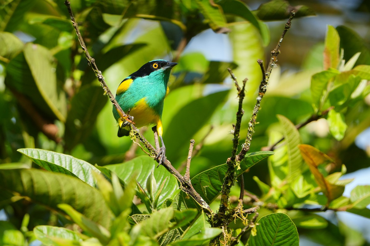 Black-faced Dacnis - ML634307185