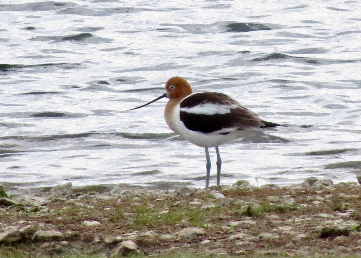 American Avocet - ML634307209