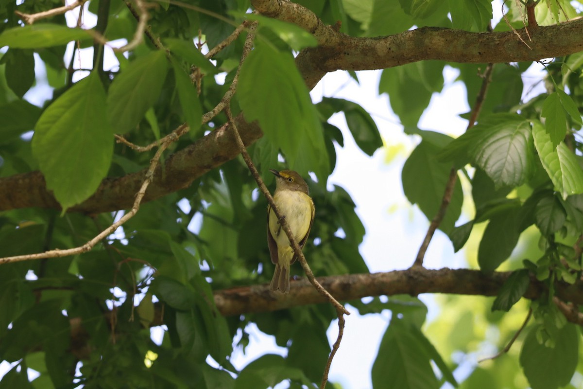 White-eyed Vireo - ML634307238