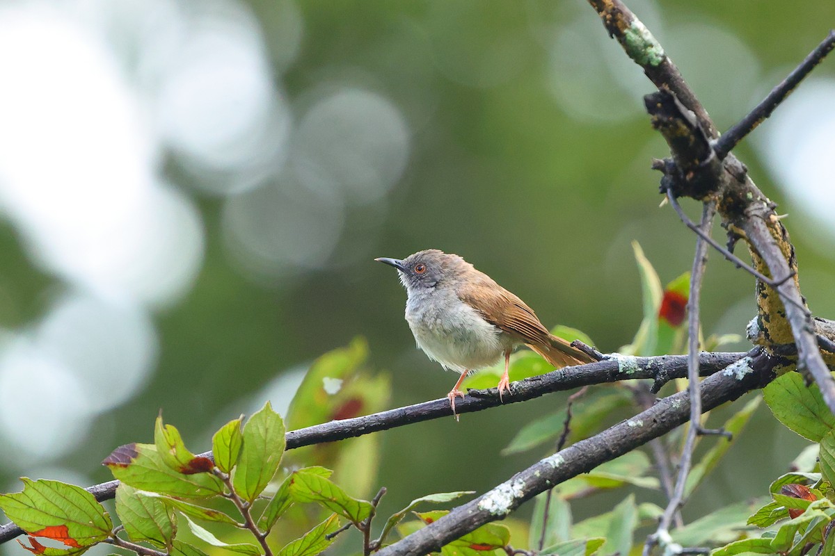 Miombo Wren-Warbler - ML634307249