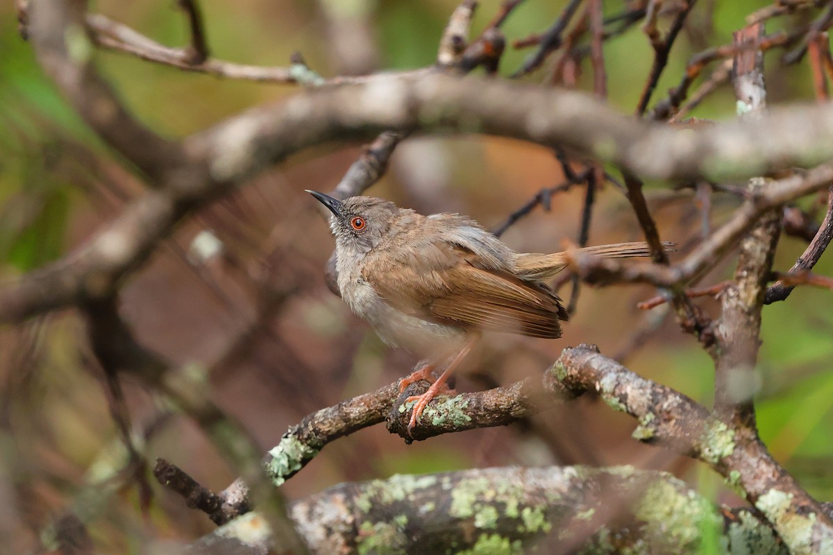 Miombo Wren-Warbler - ML634307250