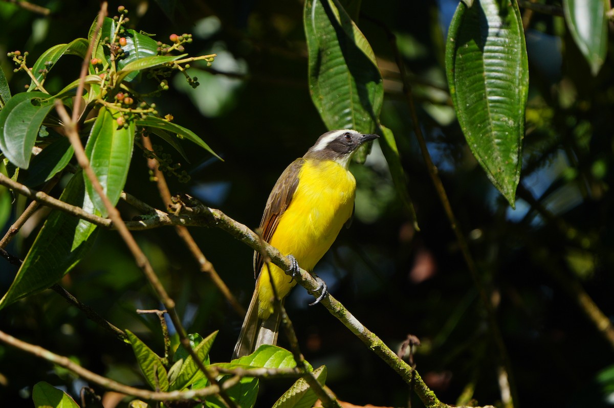 Rusty-margined Flycatcher - ML634307257