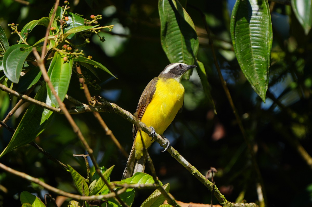 Rusty-margined Flycatcher - ML634307258