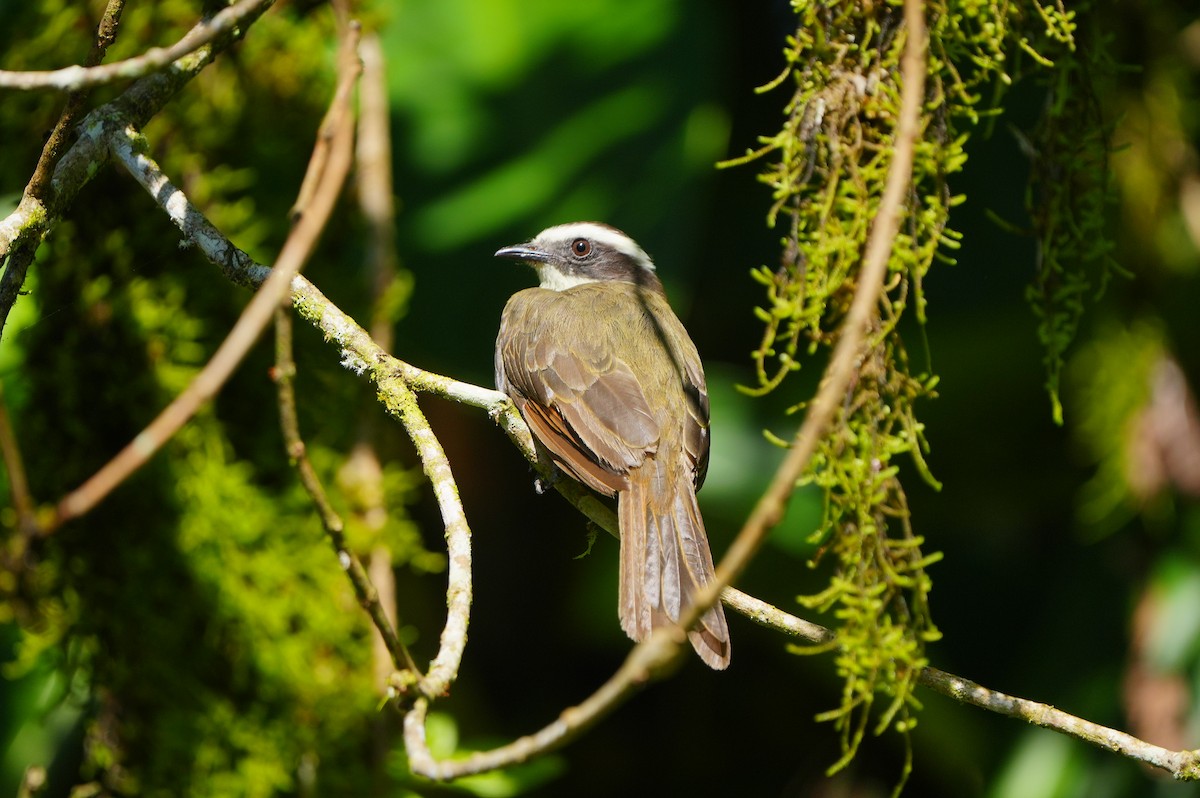 Rusty-margined Flycatcher - ML634307259