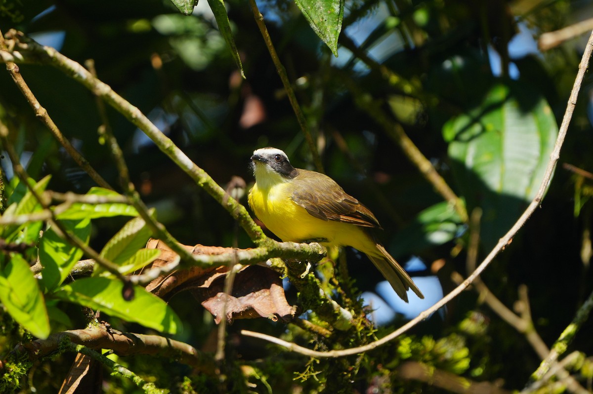 Rusty-margined Flycatcher - ML634307260