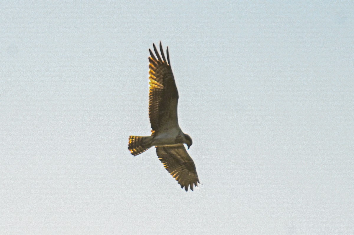 Osprey - ML634307282