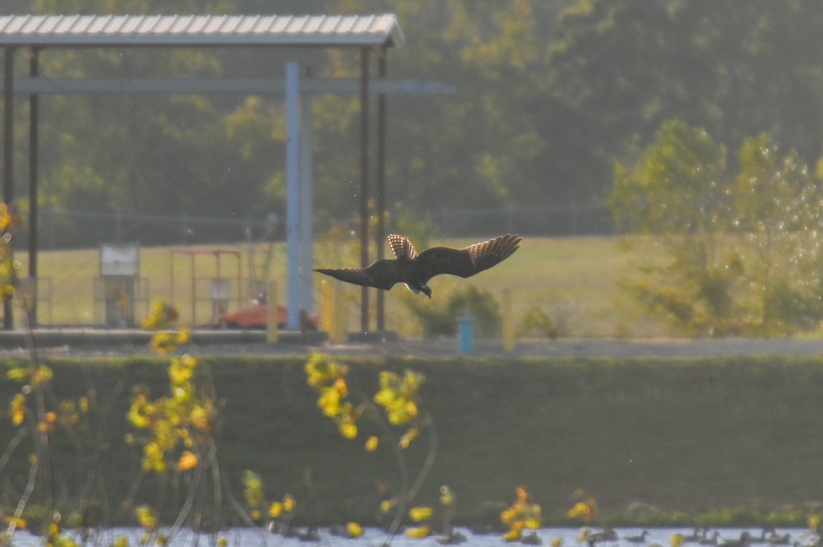 Osprey - ML634307446