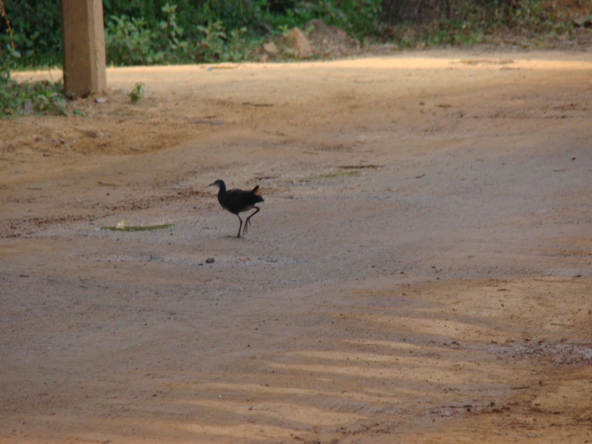 White-breasted Waterhen - ML634307555