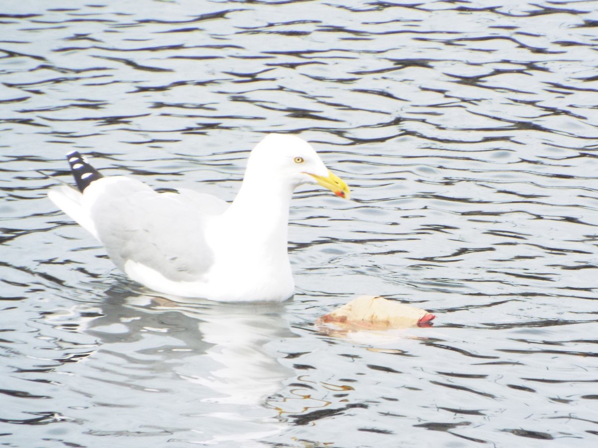 American Herring Gull - ML634307588