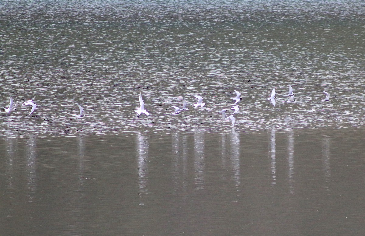 Sandwich Tern - ML634307872