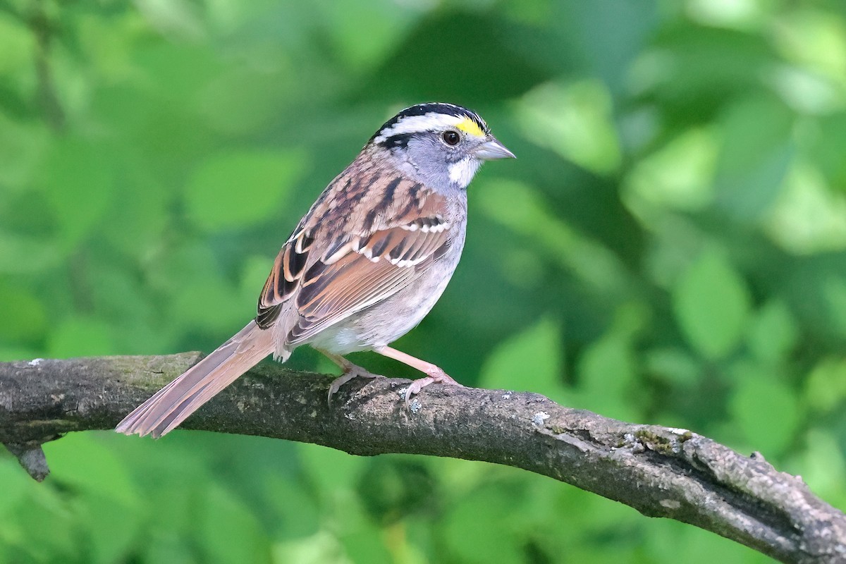 White-throated Sparrow - ML634307941