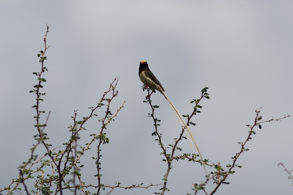 Straw-tailed Whydah - ML634307993