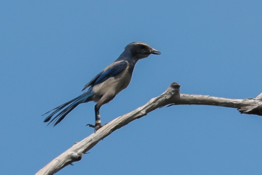 Geai à gorge blanche - ML634308115