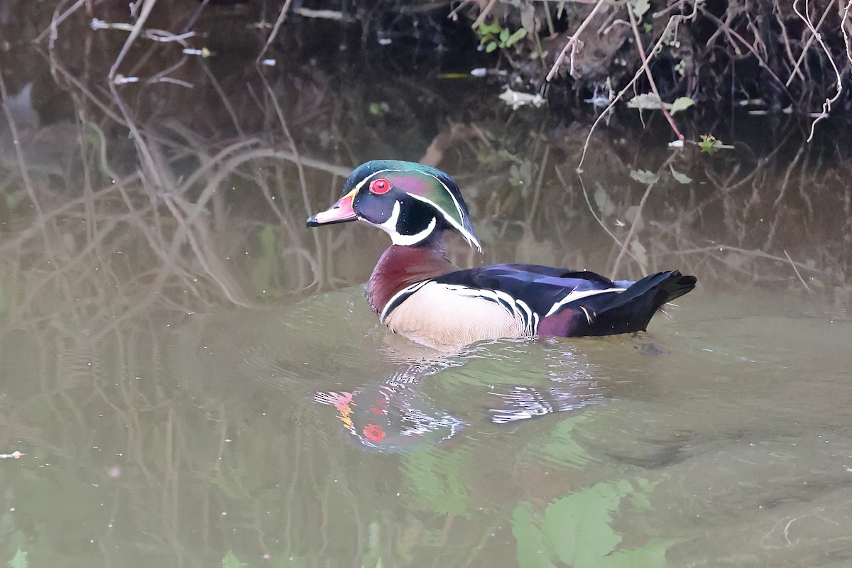 Wood Duck - ML634308121