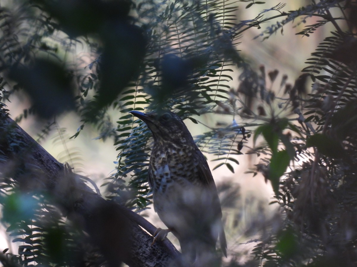 Siberian Thrush - ML634308149