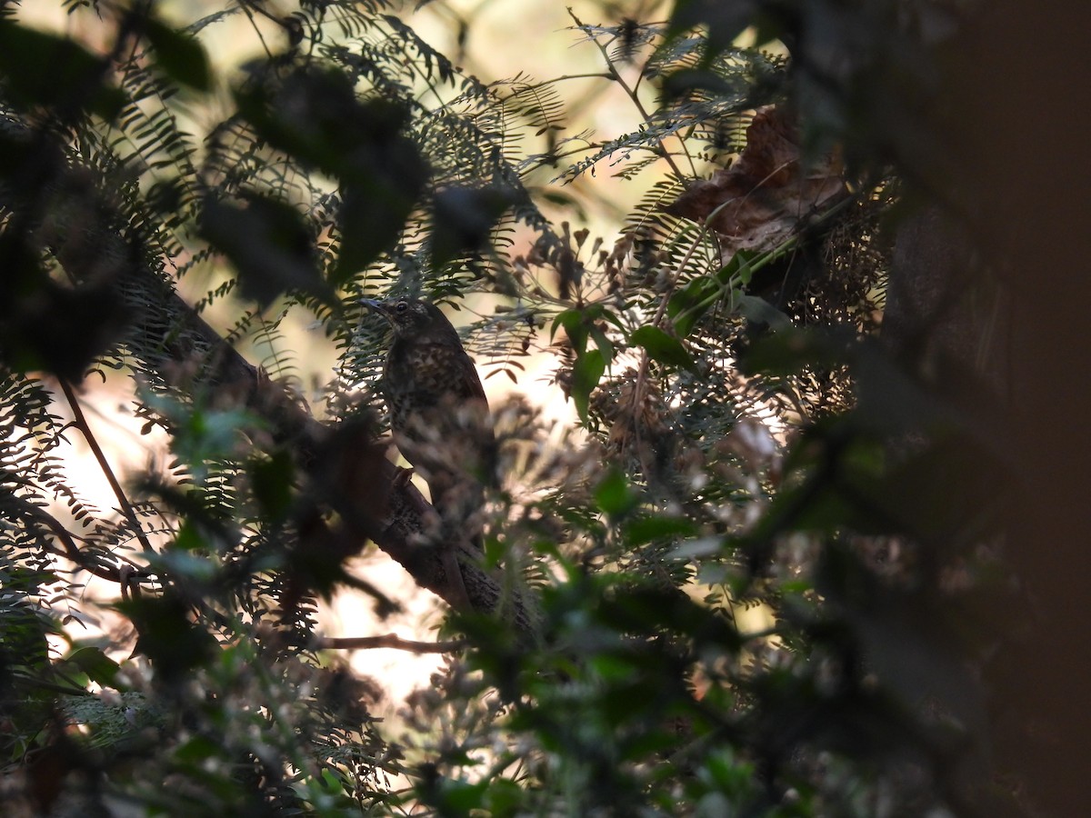 Siberian Thrush - ML634308150