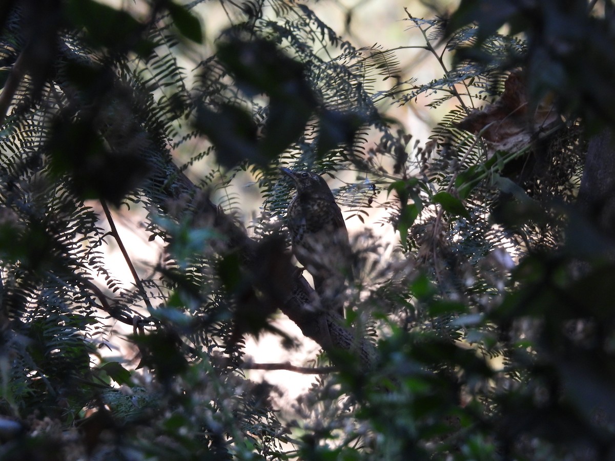 Siberian Thrush - ML634308151