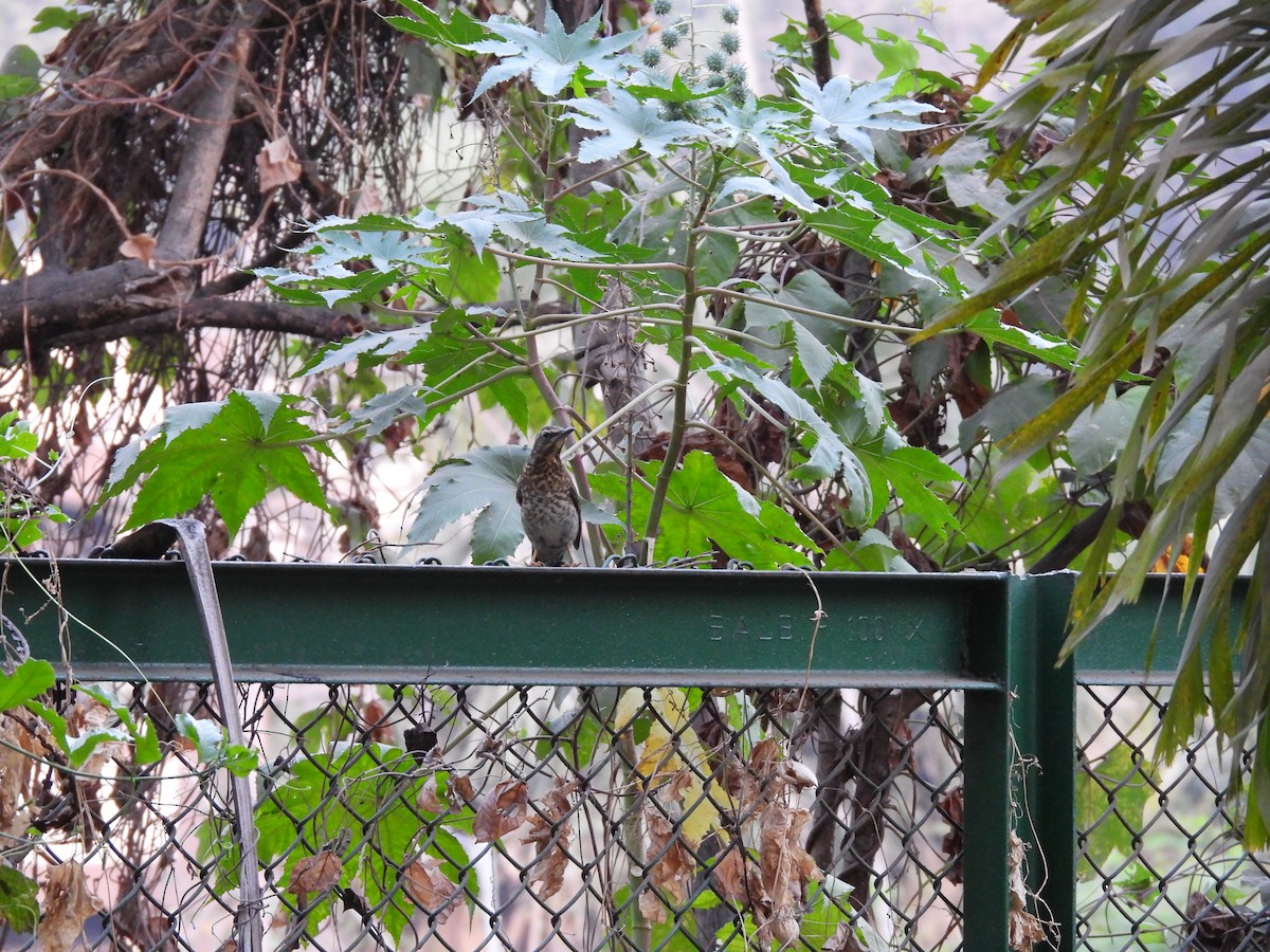 Siberian Thrush - ML634308152