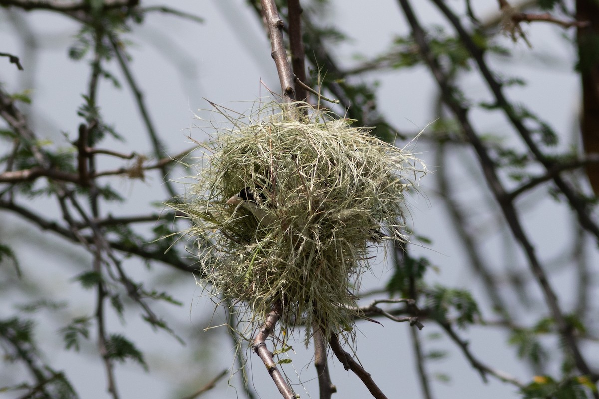 Black-capped Social-Weaver - ML634308269