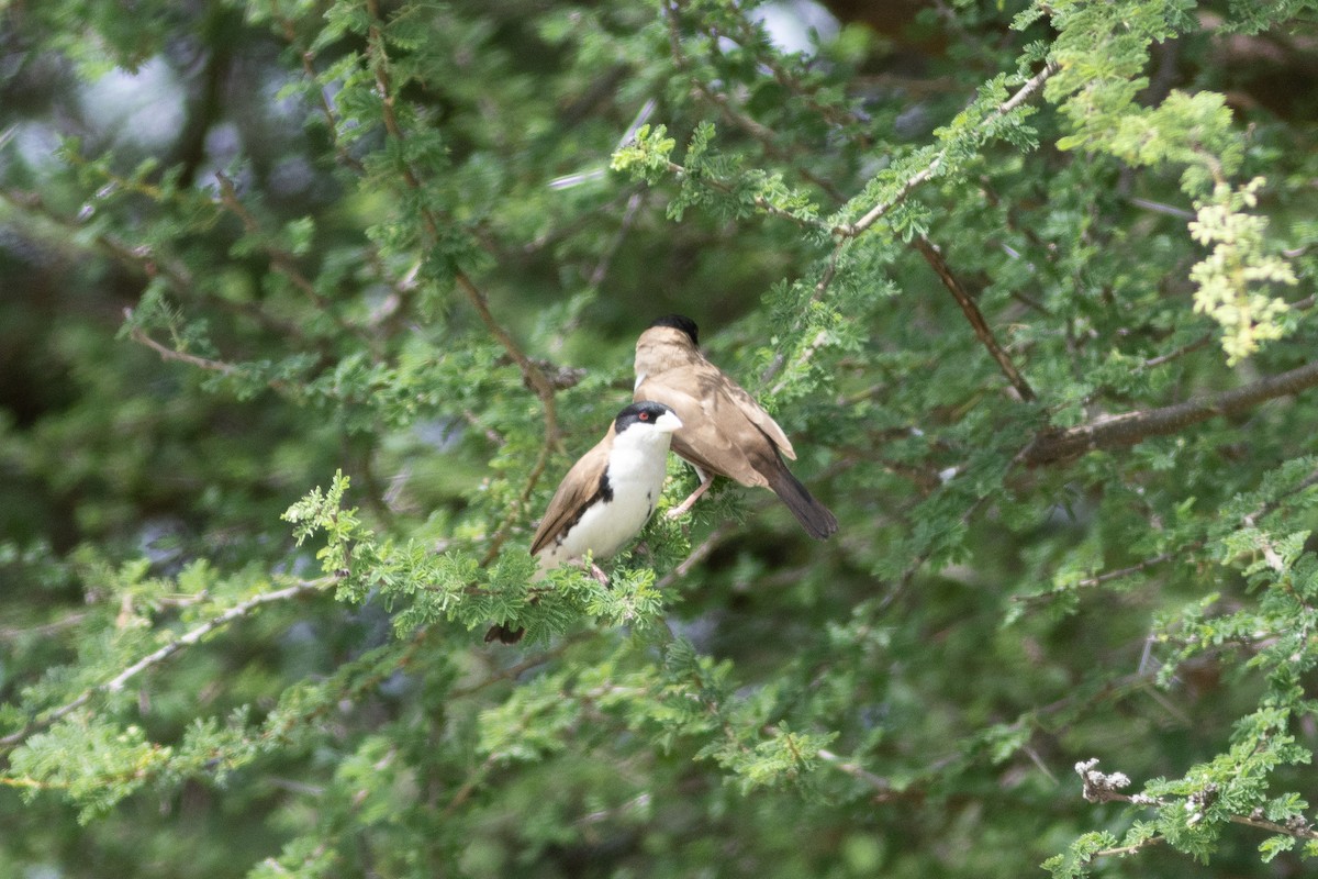Black-capped Social-Weaver - ML634308271