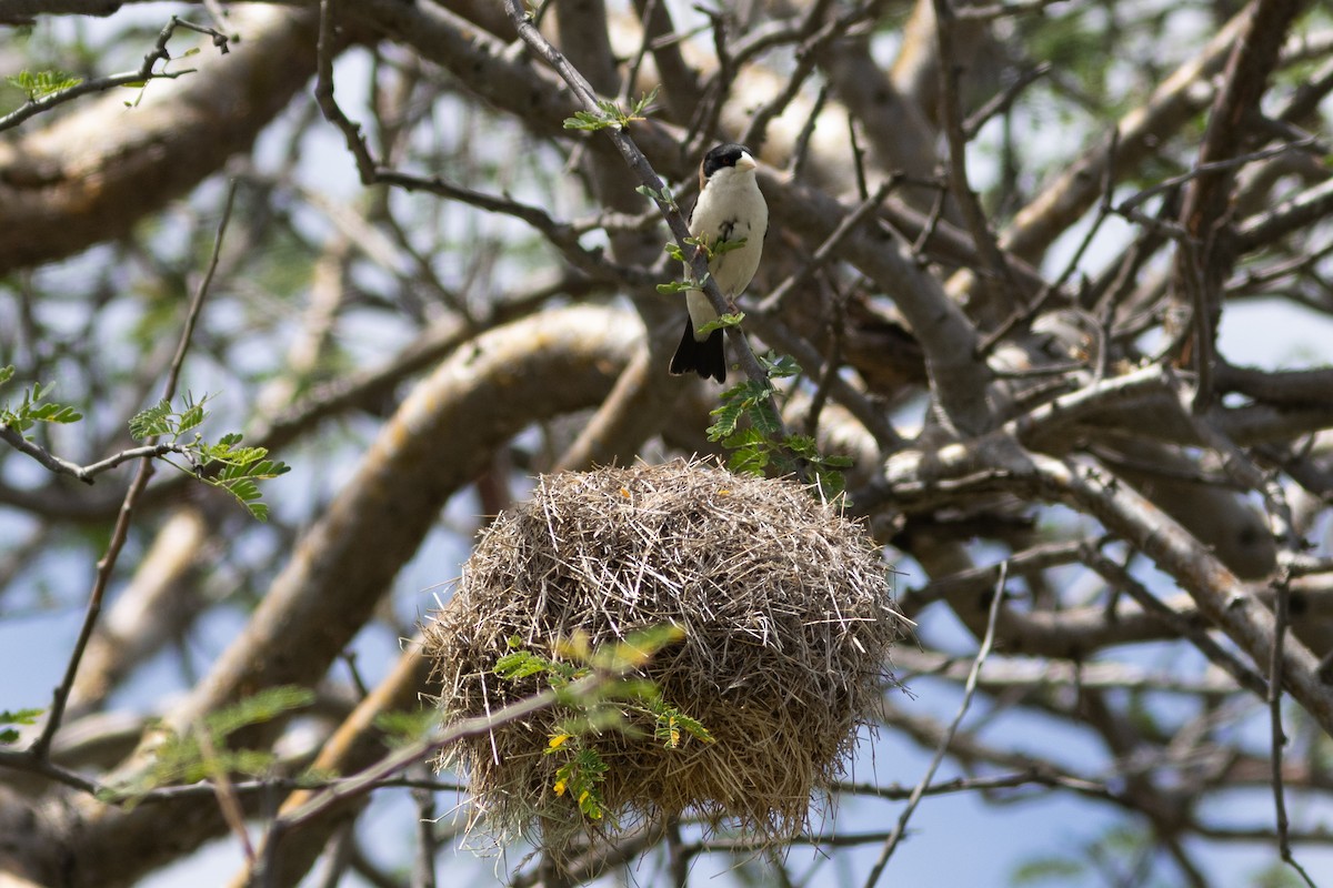 Black-capped Social-Weaver - ML634308273