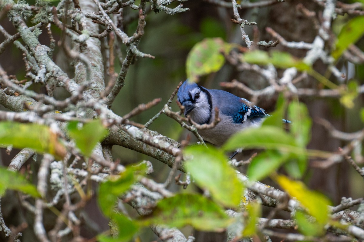 Geai bleu - ML634308352