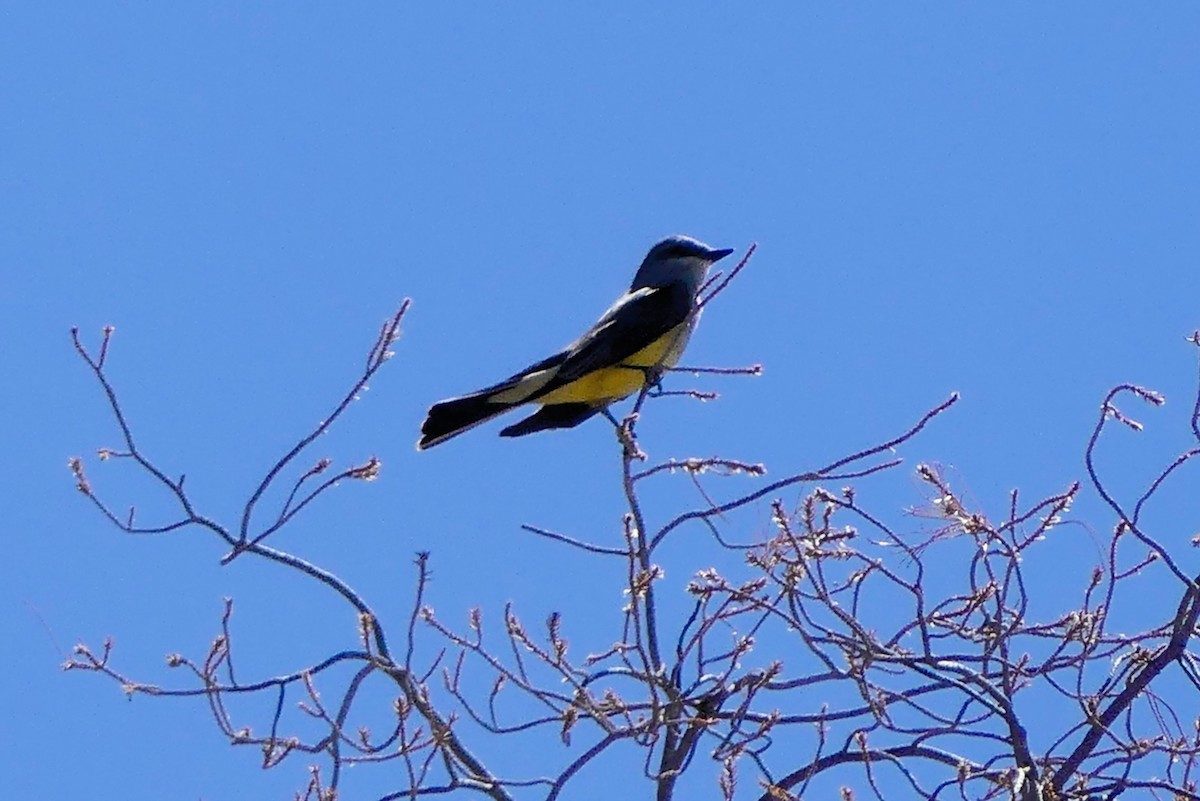 Western Kingbird - ML634308528