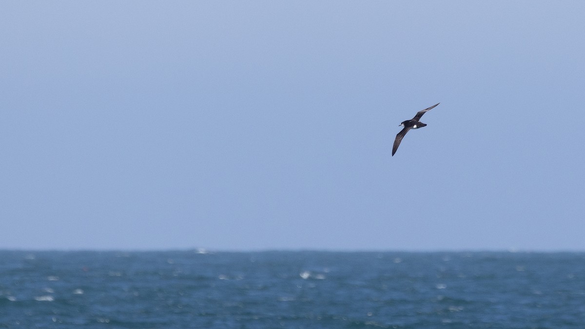 Atlantiksturmtaucher - ML634308533