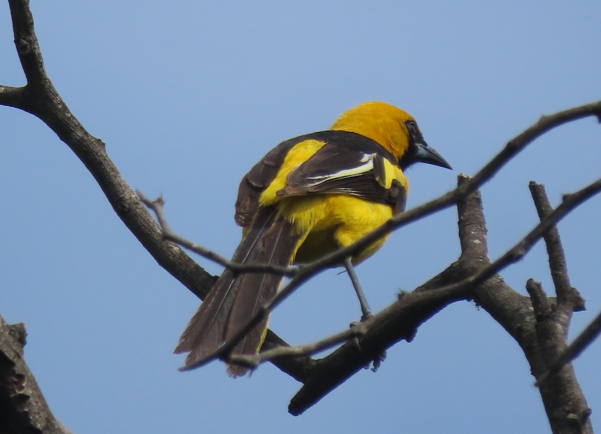 White-edged Oriole - ML634308694