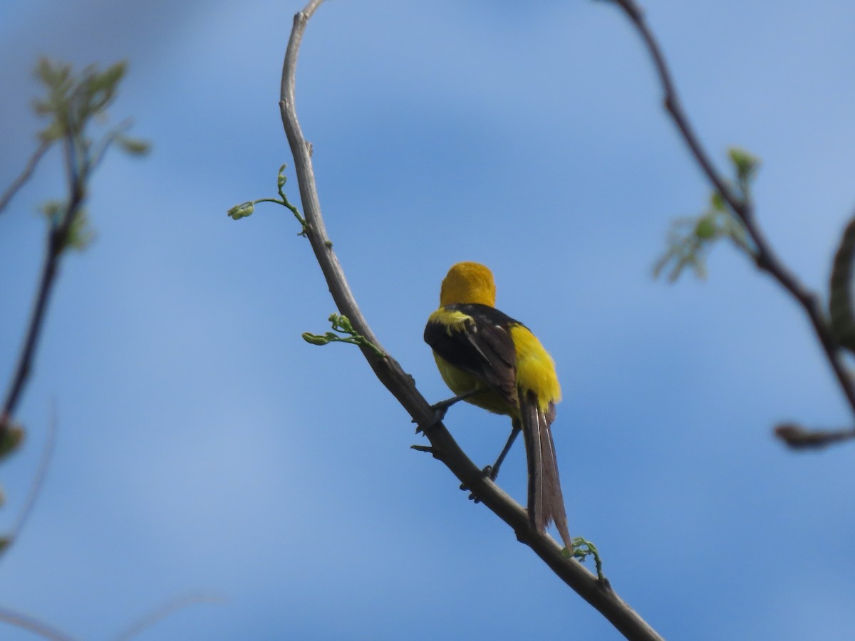 White-edged Oriole - ML634308695