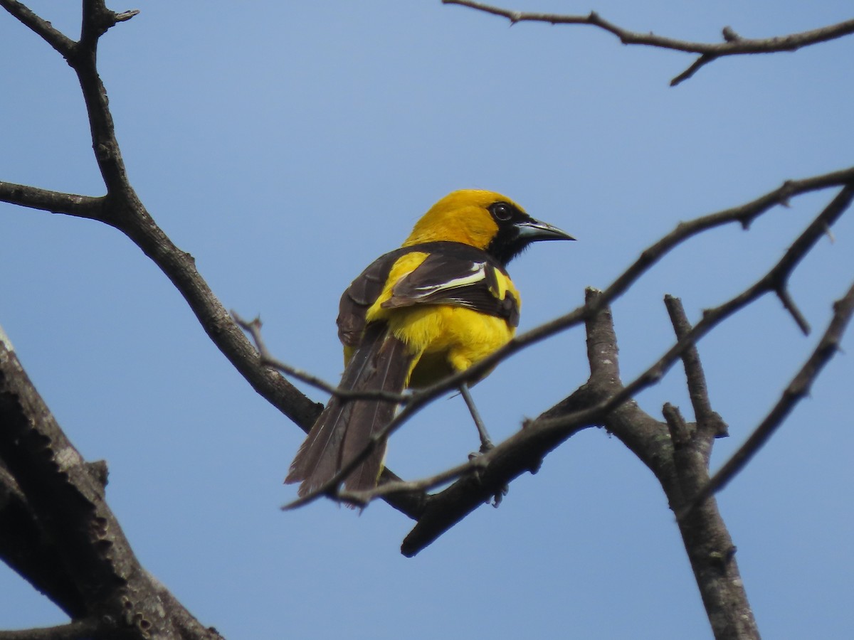 White-edged Oriole - ML634308696