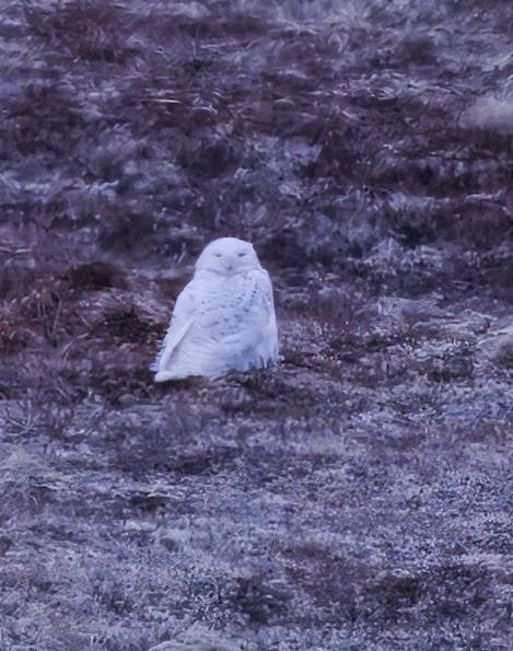 Harfang des neiges - ML634308742