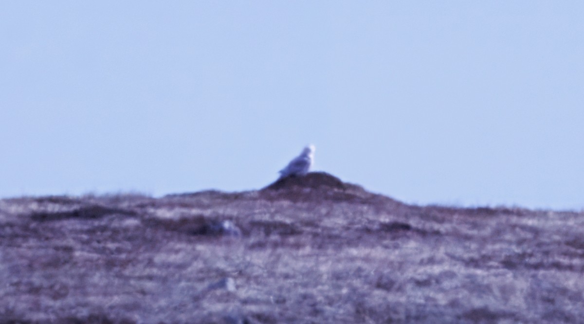 Harfang des neiges - ML634308901