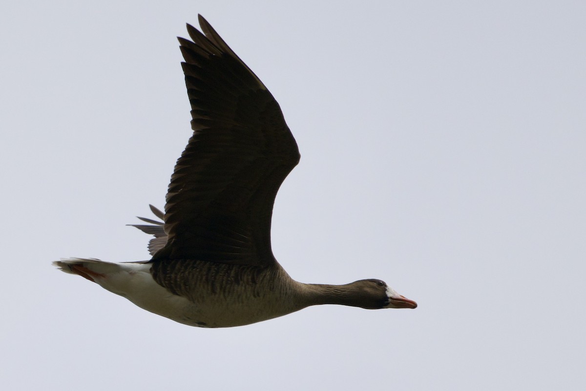 Greater White-fronted Goose - ML634309051