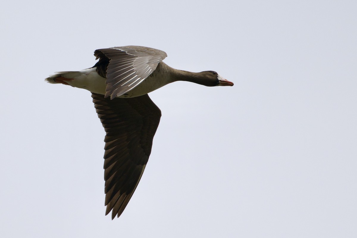 Greater White-fronted Goose - ML634309052