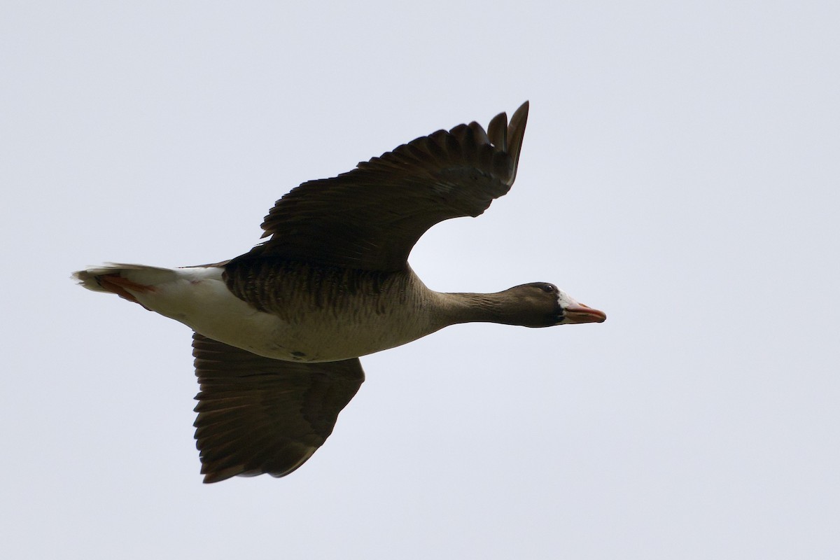 Greater White-fronted Goose - ML634309053