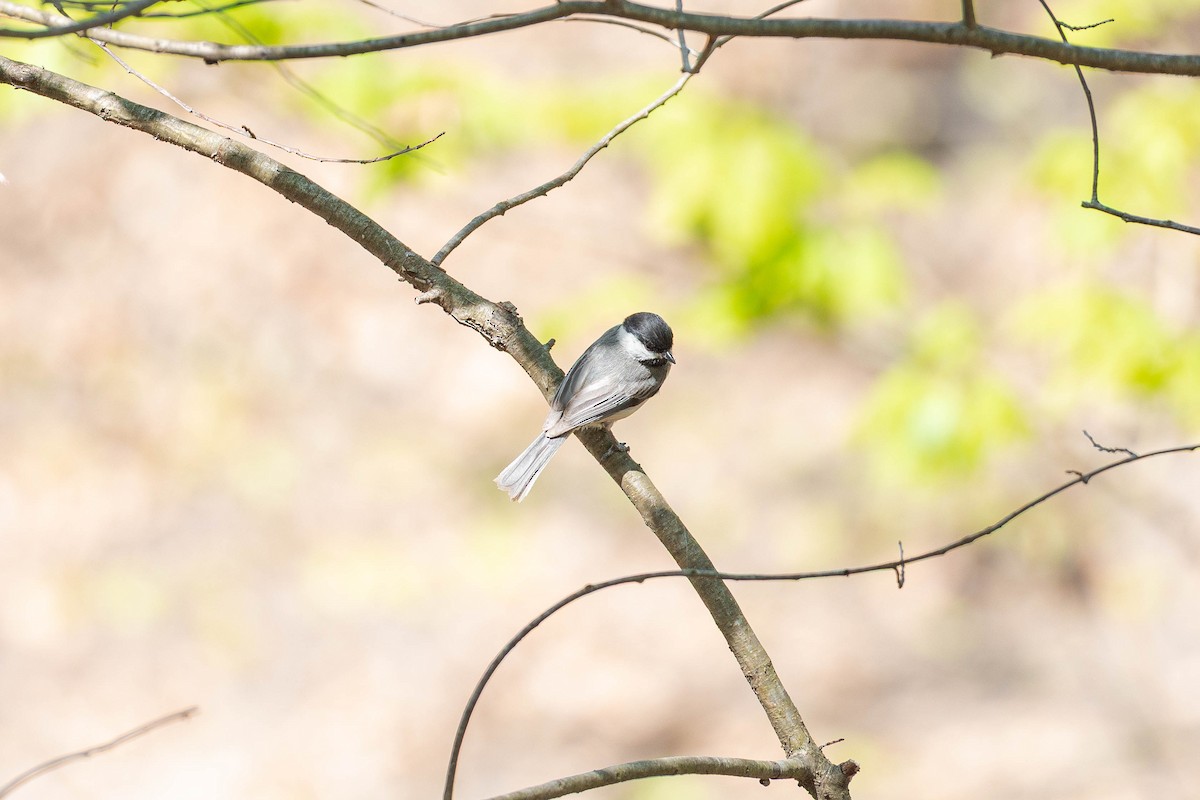 Black-capped Chickadee - ML634309125