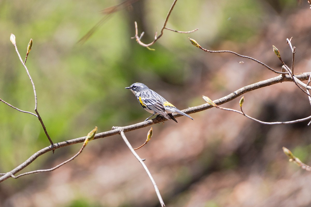 Yellow-rumped Warbler - ML634309128
