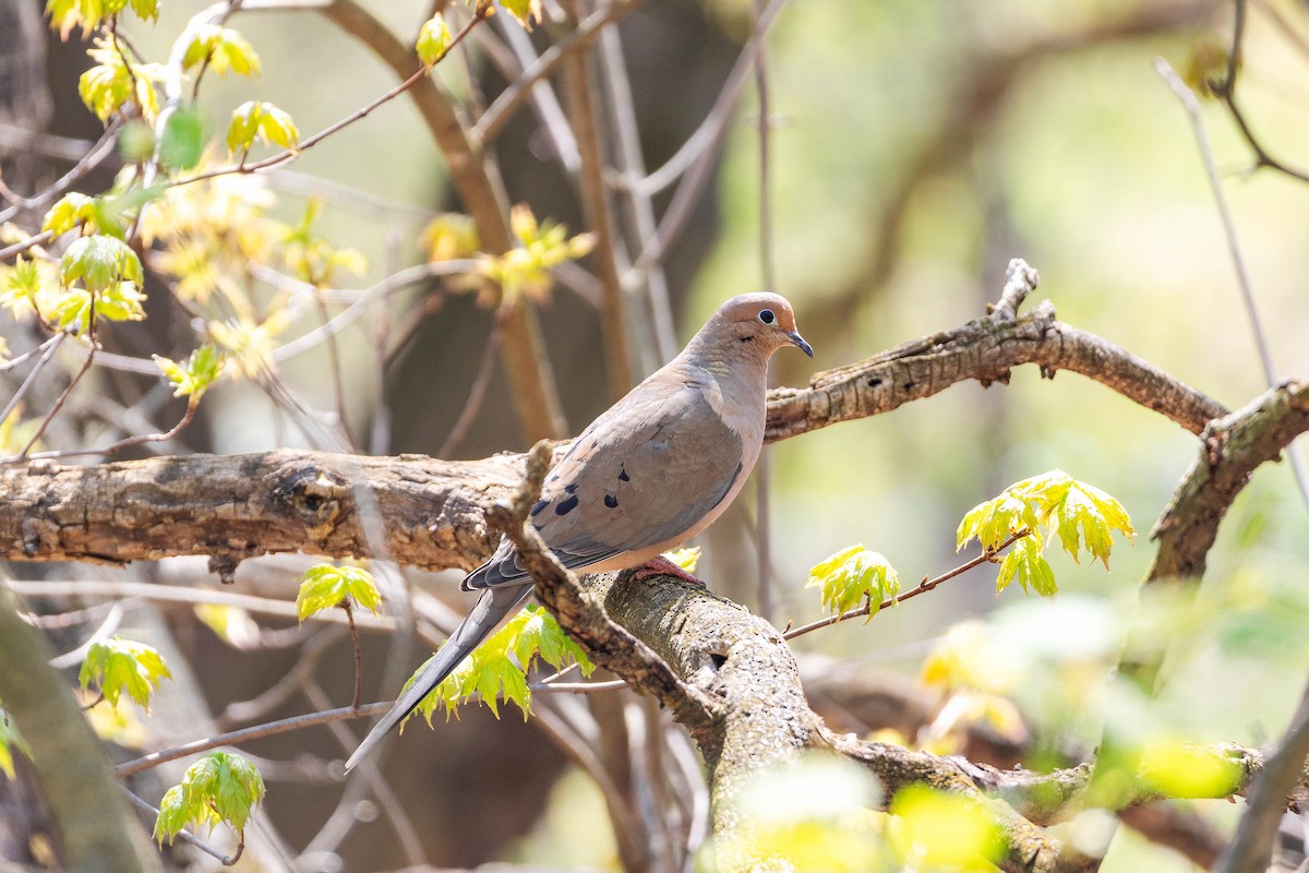 Mourning Dove - ML634309131