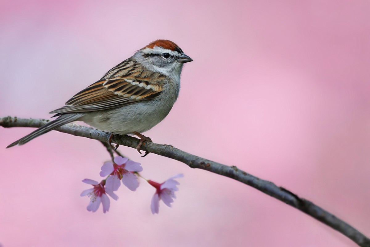 Chipping Sparrow - ML634309306