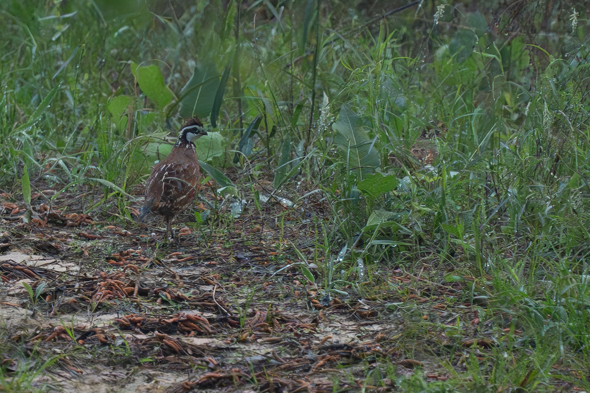Northern Bobwhite - ML634309446
