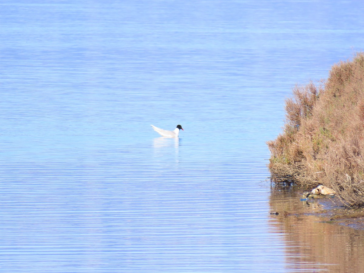 Mediterranean Gull - ML634309453