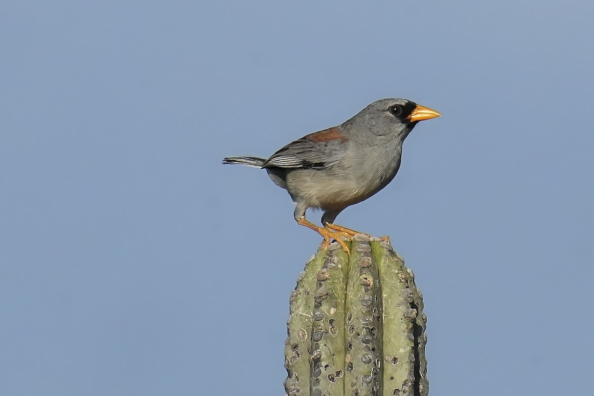 Little Inca-Finch - ML634309479