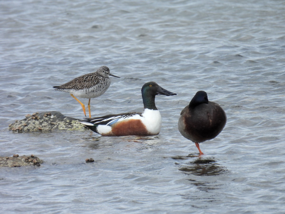 lžičák pestrý - ML634309496