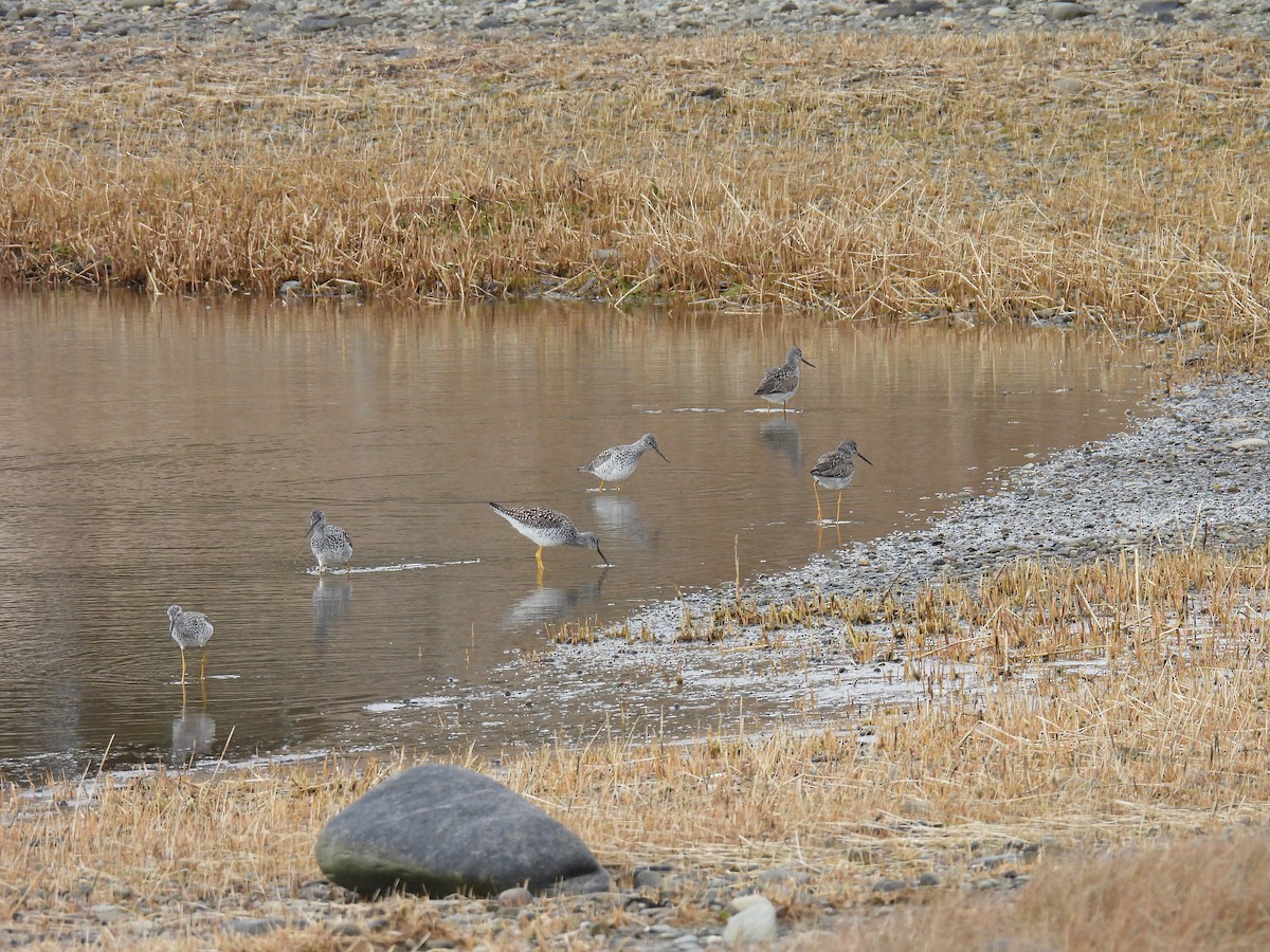 vodouš velký - ML634309501