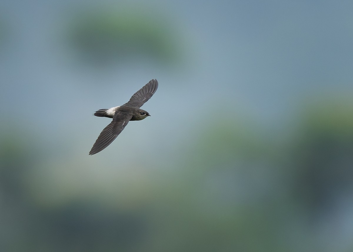 Band-rumped Swift - ML634309548
