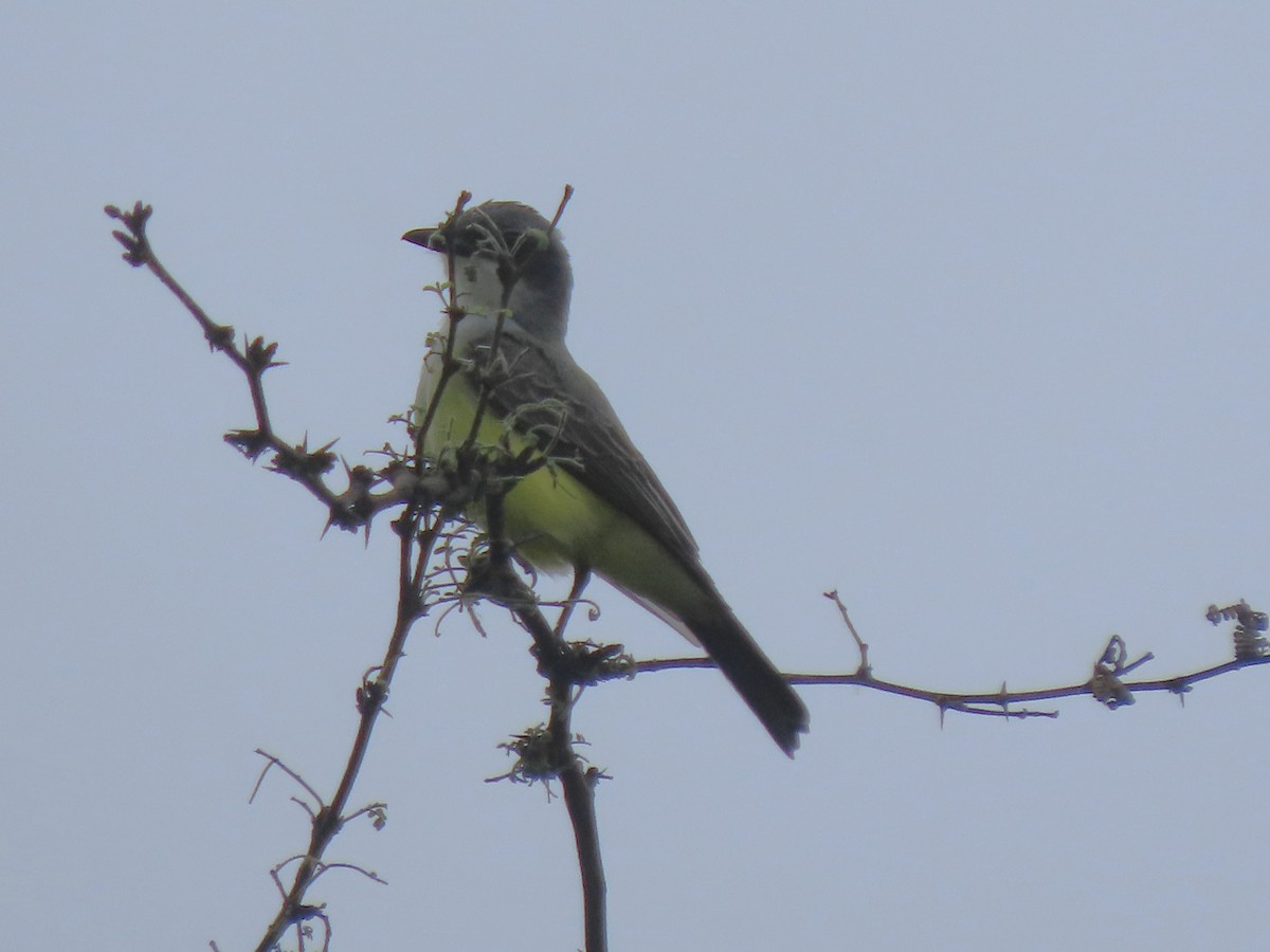 Snowy-throated Kingbird - ML634309552