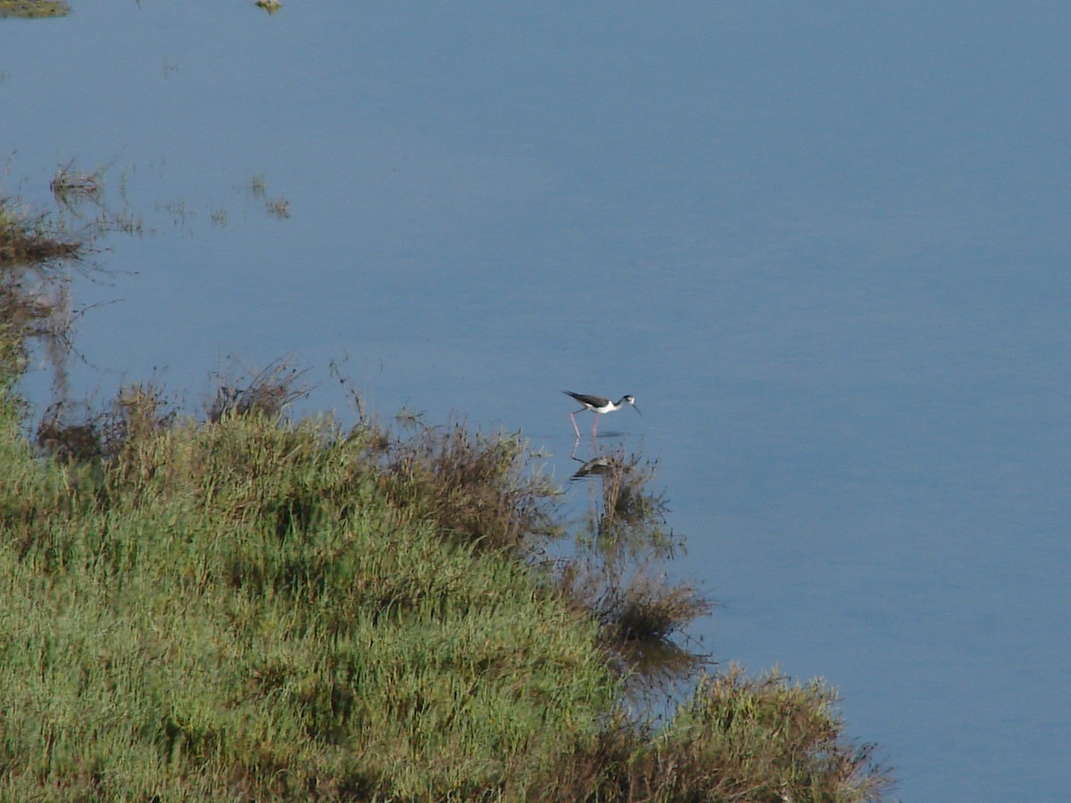 Black-necked Stilt - ML63430971
